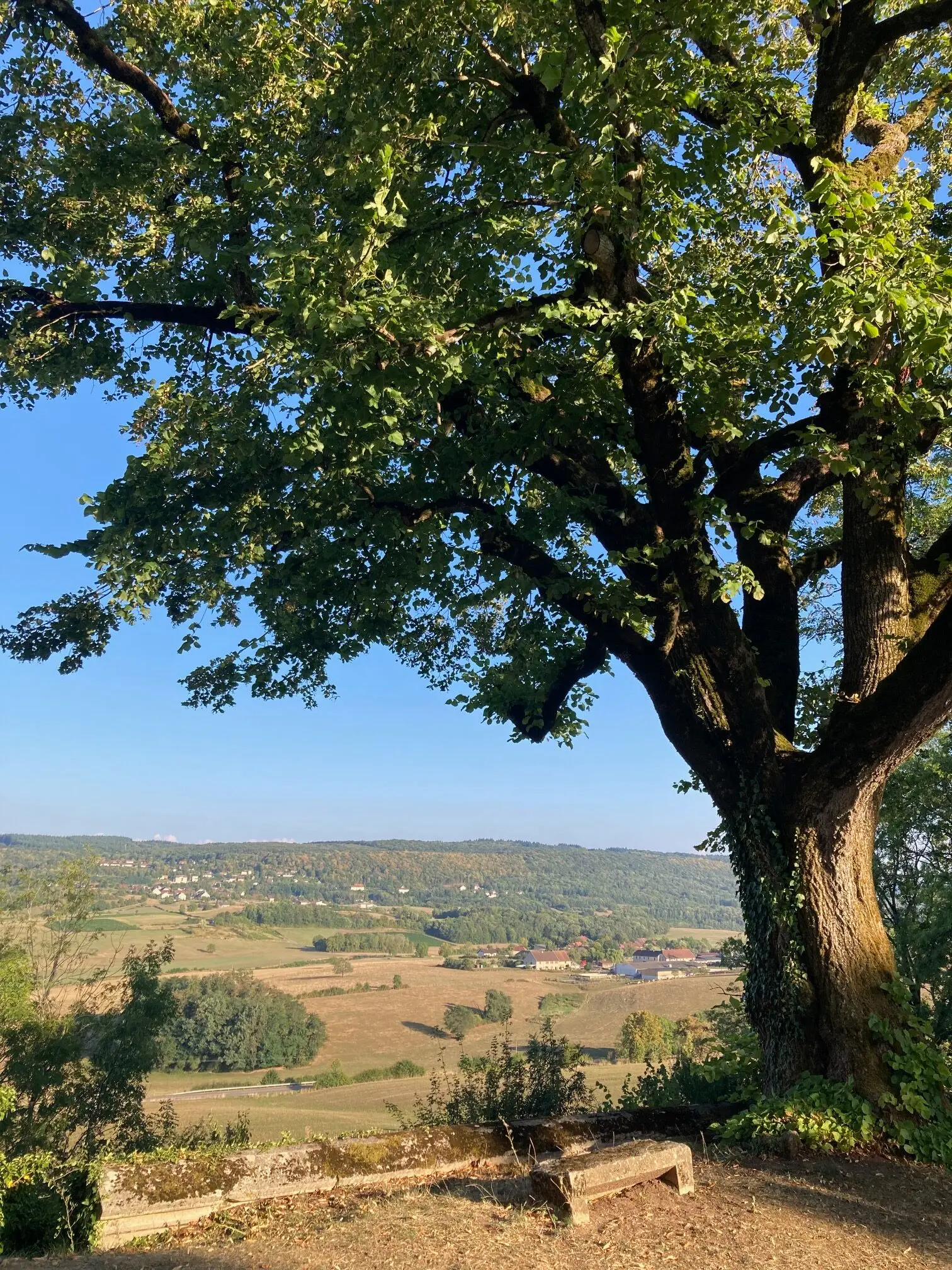 Magnifique tilleul et vue sur la petite montagne du Jura