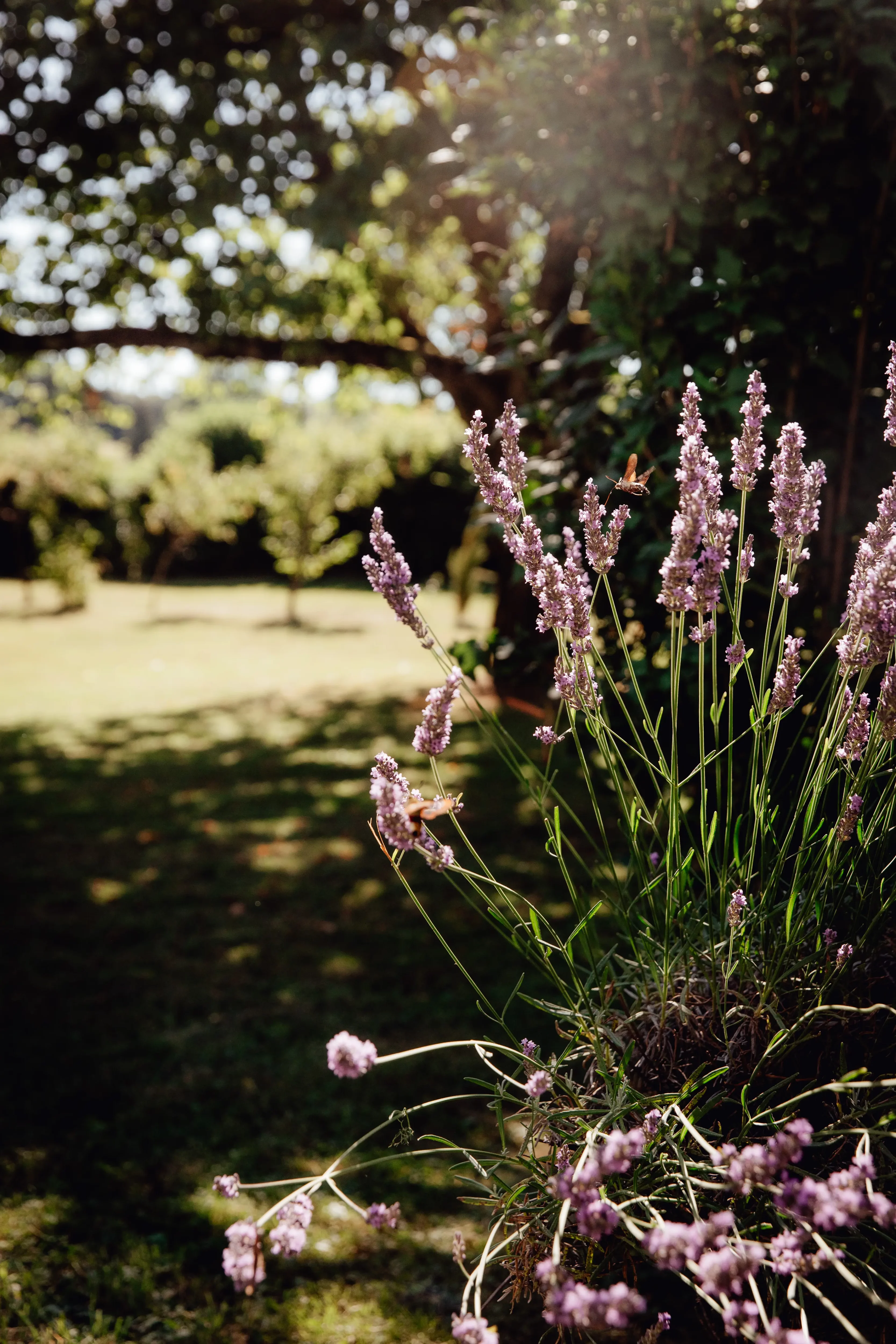 Lavande dans le Jardin verdoyant du Clos des Pies, Jura